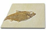 Bargain, Fossil Fish (Knightia) - Wyoming #354076-1